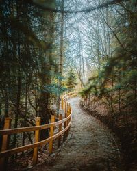 Footpath amidst trees in forest