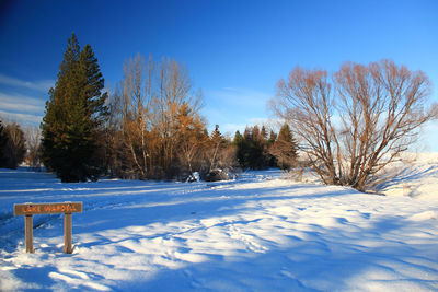 Trees on snow covered field against blue sky