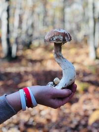 Close-up of person holding umbrella on land