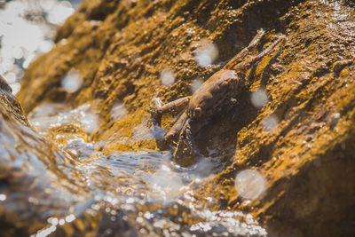 Close-up of turtle on rock