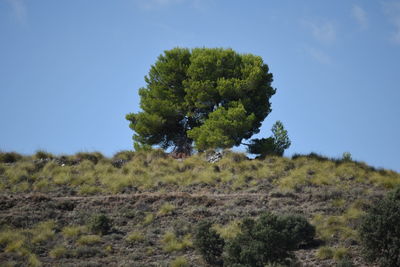 Trees on field against clear blue sky