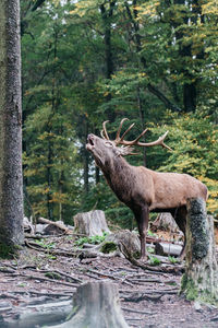 Deer standing in forest