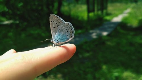 Close-up of butterfly on hand