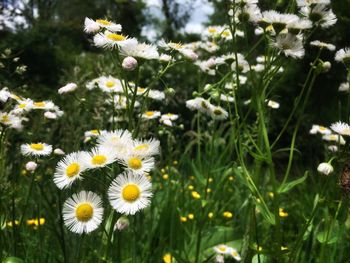 Close-up of white daisy flowers