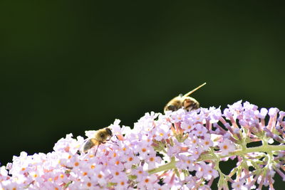 Close-up of bees pollinating on butterfly bush
