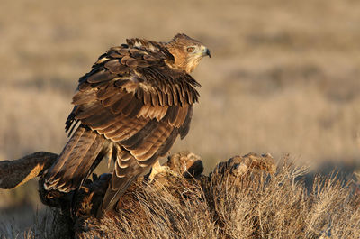 Close-up of eagle perching on a field