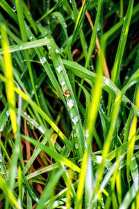 Close-up of wet plants on field