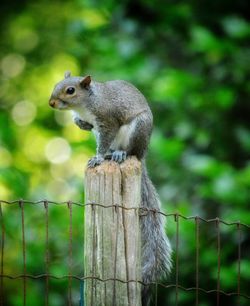 Close-up of squirrel on wooden post