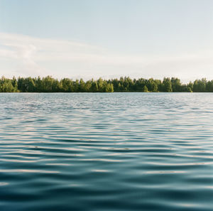 Calm lake near the forest