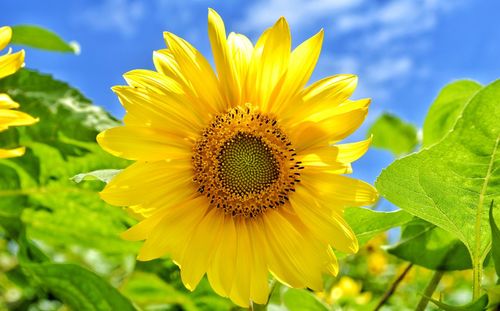 Close-up of sunflower against yellow flowering plant