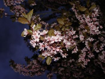 Close up of flowers on tree