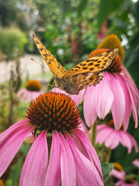 Close-up of butterfly pollinating on flower
