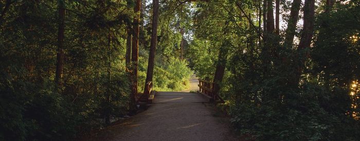 Empty road amidst trees in forest