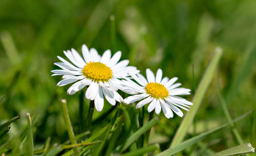 Close-up of white daisy flower on field