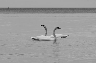 wildlife