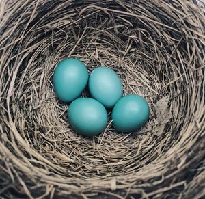 High angle view of eggs in nest