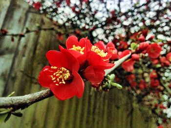 Close-up of red flowers