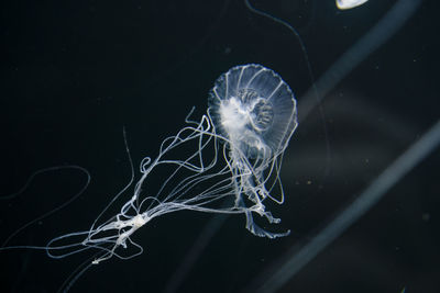 Jellyfish swimming in aquarium berlin