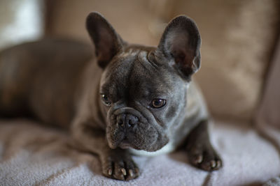 Close-up of a dog at home