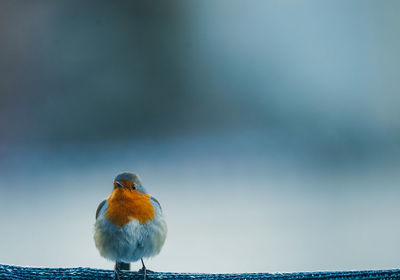 Close-up of bird perching on branch
