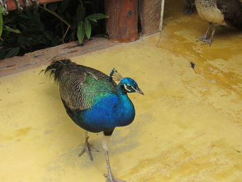 High angle view of peacock