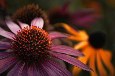 Close-up of pink flower