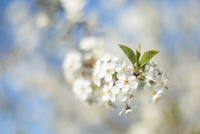 Close-up of cherry blossom