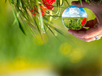 Cropped hand of woman holding crystal ball by plants on field