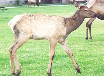 Close-up of horse standing on field