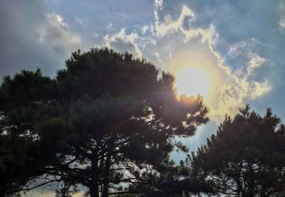 Low angle view of sun shining over trees