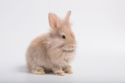 Close-up of a cat over white background