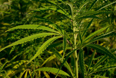 Close-up of fresh green plant