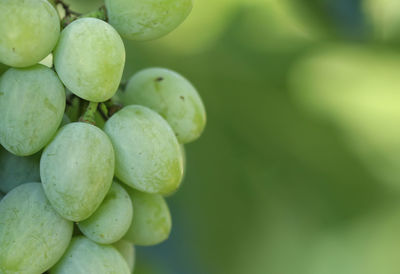 Close-up of grapes