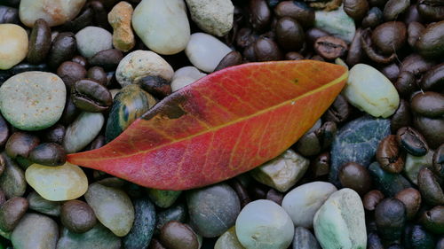 High angle view of pebbles in water