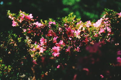 Close-up of pink flowers blooming on tree