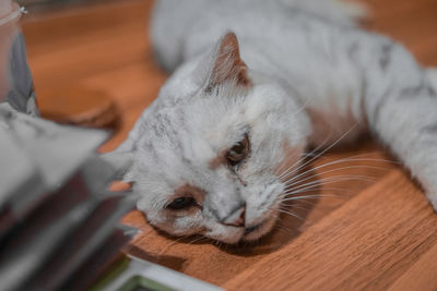 Close-up of cat relaxing on floor