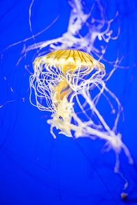 Jellyfish underwater