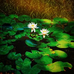 High angle view of flowering plant floating on water