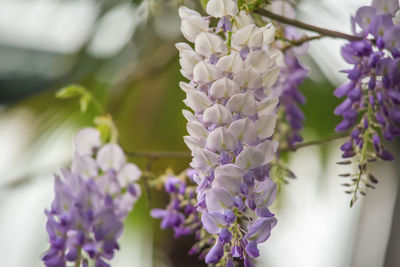 Wisteria flowers, early spring purple-purple flowering tree  in botanical garden.