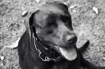 Close-up of dog looking away