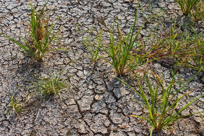 High angle view of plants growing on land