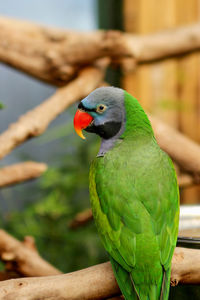 Close-up of parrot