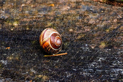 Close-up of snail on land