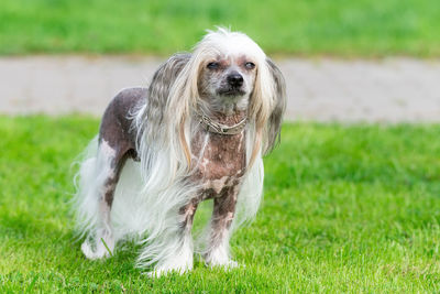 Portrait of a dog on field