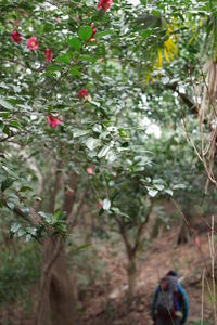 View of lizard on tree