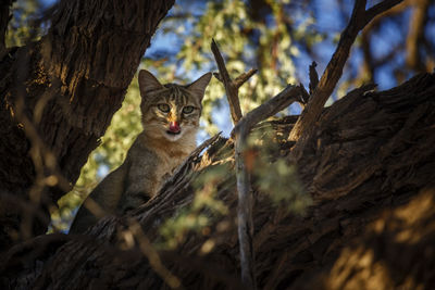 Low angle view of cat