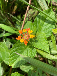 Close-up of flowering plant