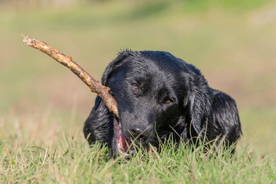 Portrait of a wet black labrador puppy playing with a stick