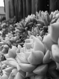 Close-up of flowers