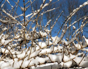 Close-up of snow on twigs